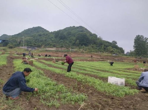 安龙县农业产业结构调整 高粱种植2200余亩引领农业培育新路径
