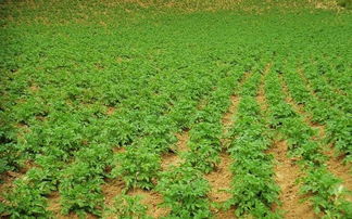 马铃薯抱蛋留种技术 高效农业培育的突破