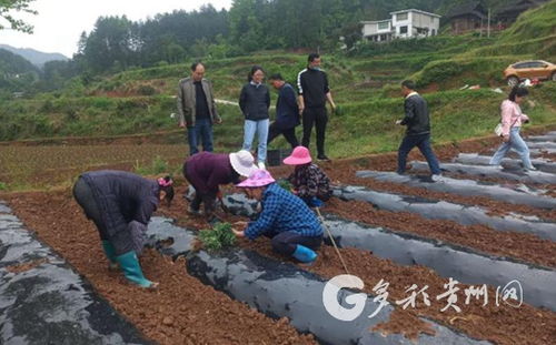 田间课堂传经送宝 花梨镇农业培育焕新颜