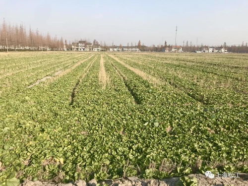 松江首推农业培育奖补政策 每亩补贴100元助力农业升级