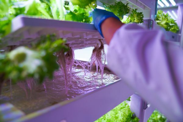 从一人到众人 联合国新闻关注中国农业数字转型下的种植变革