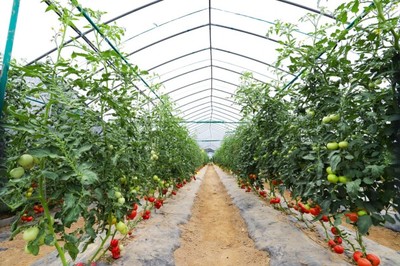 基地春耕忙，彩食鲜订单农业迎蓬勃发展