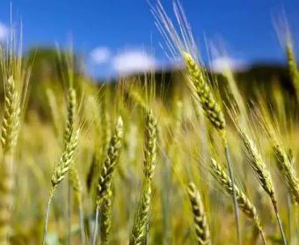 农业种植补贴的五类核心政策，你必须了解！