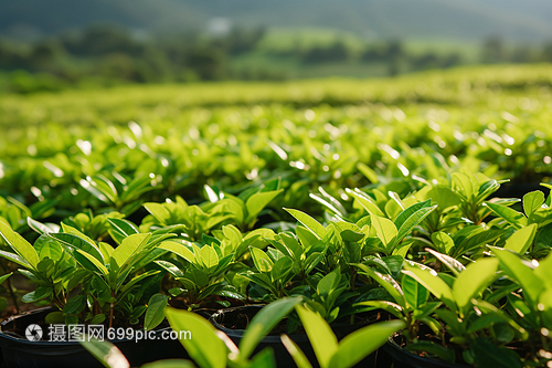 绿色新鲜的茶叶 农业培育的艺术与科学