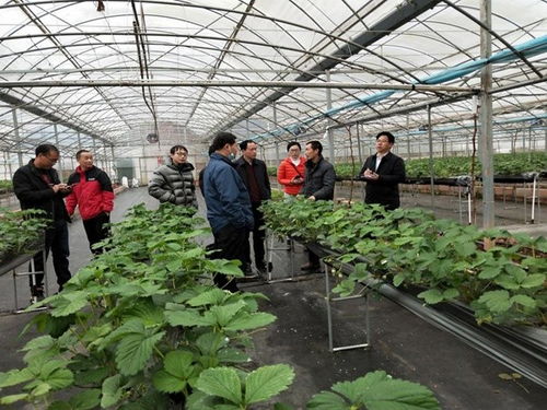 鹤城区农业农村局深入田间开展草莓种植技术指导 助力农业增效农民增收