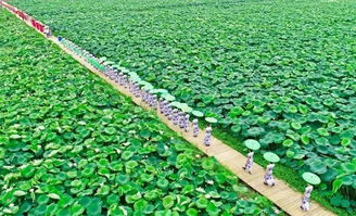 秀洲新篇 两地荣登省级最美田园与精品线路，农业种植绘就乡村振兴多彩画卷