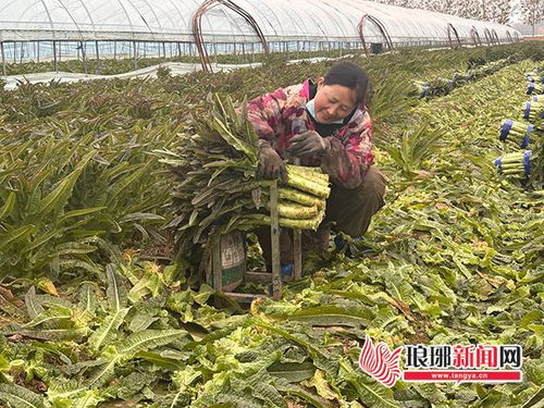 莴苣丰收遇滞销 订单农业破解减产增收难题——临沂郯城县红花镇探索农业培育新路径