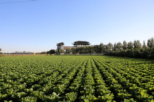 虹桥镇珠树坞一村 调整农业种植结构赋能乡村振兴