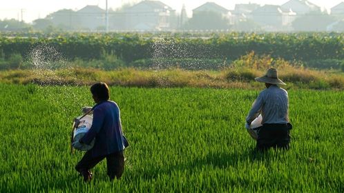 人均年吞40斤化肥，农业种植方式亟待革命性洗牌
