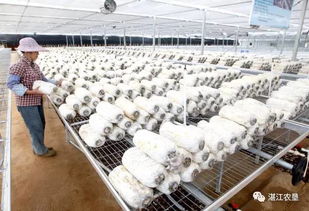 灵秀田园，灵芝采摘 现代农业培育的诗意栖居