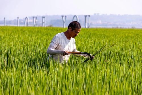 襄缘花海 幸福田园农业种植项目，丰景好农业培育新篇章