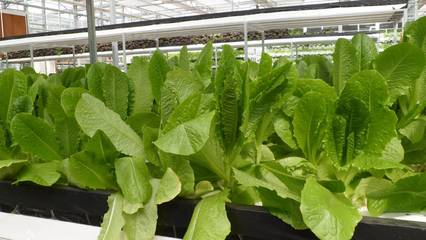 现代化农业科技中的无土栽培模式概述